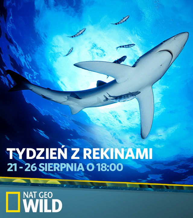 OKNO OTWARTE NAT GEO WILD - ASTA-NET
