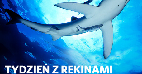 OKNO OTWARTE NAT GEO WILD - ASTA-NET
